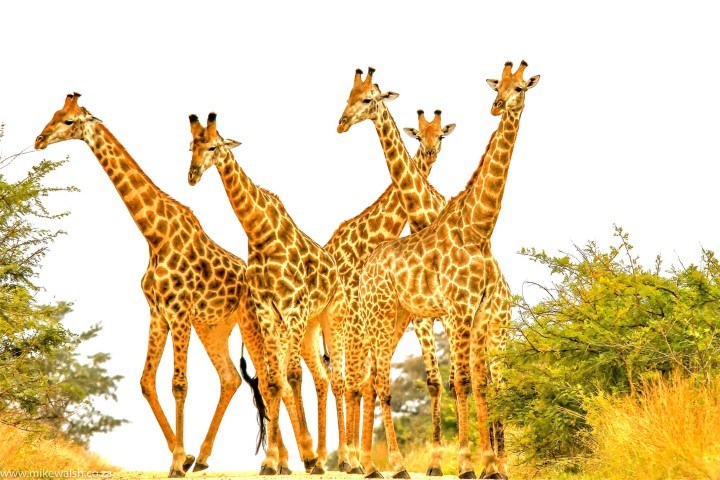 Giraffes group