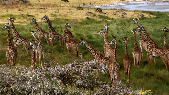 Girafas, Parque Nacional Arusha