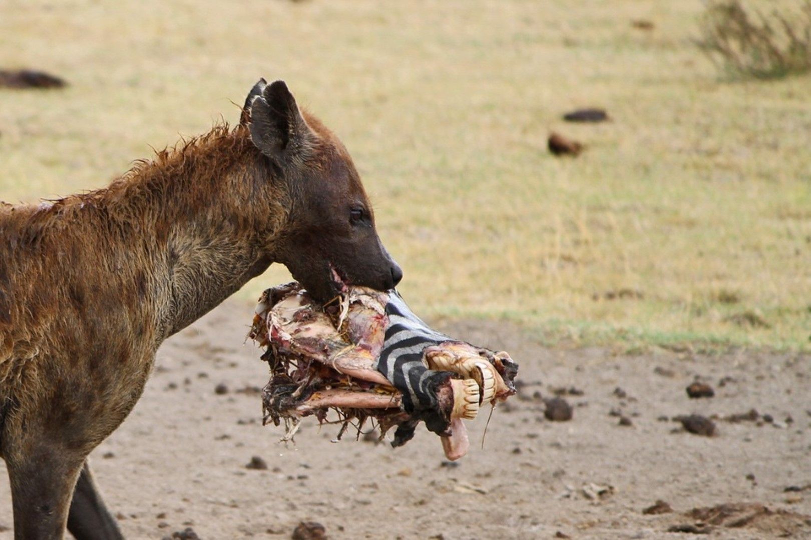 La hyène prend la fuite après avoir volé la tête d'une charogne de zèbre dans la savane Africaine.