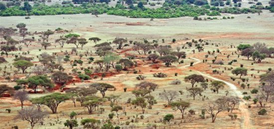 Bäume und Büsche der Savanne in Kenia aus der Vogelperspektive