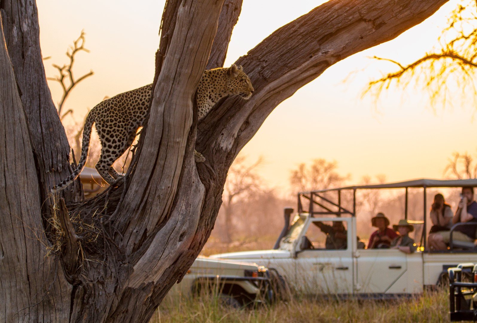 Safari en voiture tout-terrain en Afrique et léopard sur la branche d'un arbre à l'aube. 