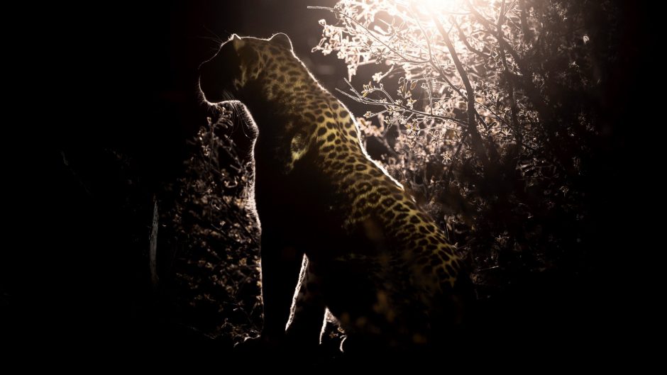 Leopardo ante la obscuridad de la noche