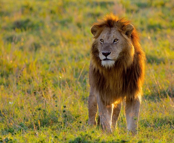 Löwe bei Sonnenuntergang