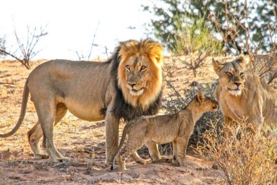 Eine Löwenfamilie in der Savanne