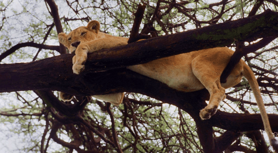 Leão em árvore no Parque Manyara