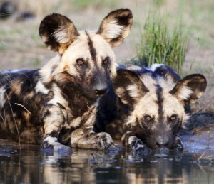 Couple de chiens sauvages d'Afrique buvant dans un lac d'un réserve privée. 