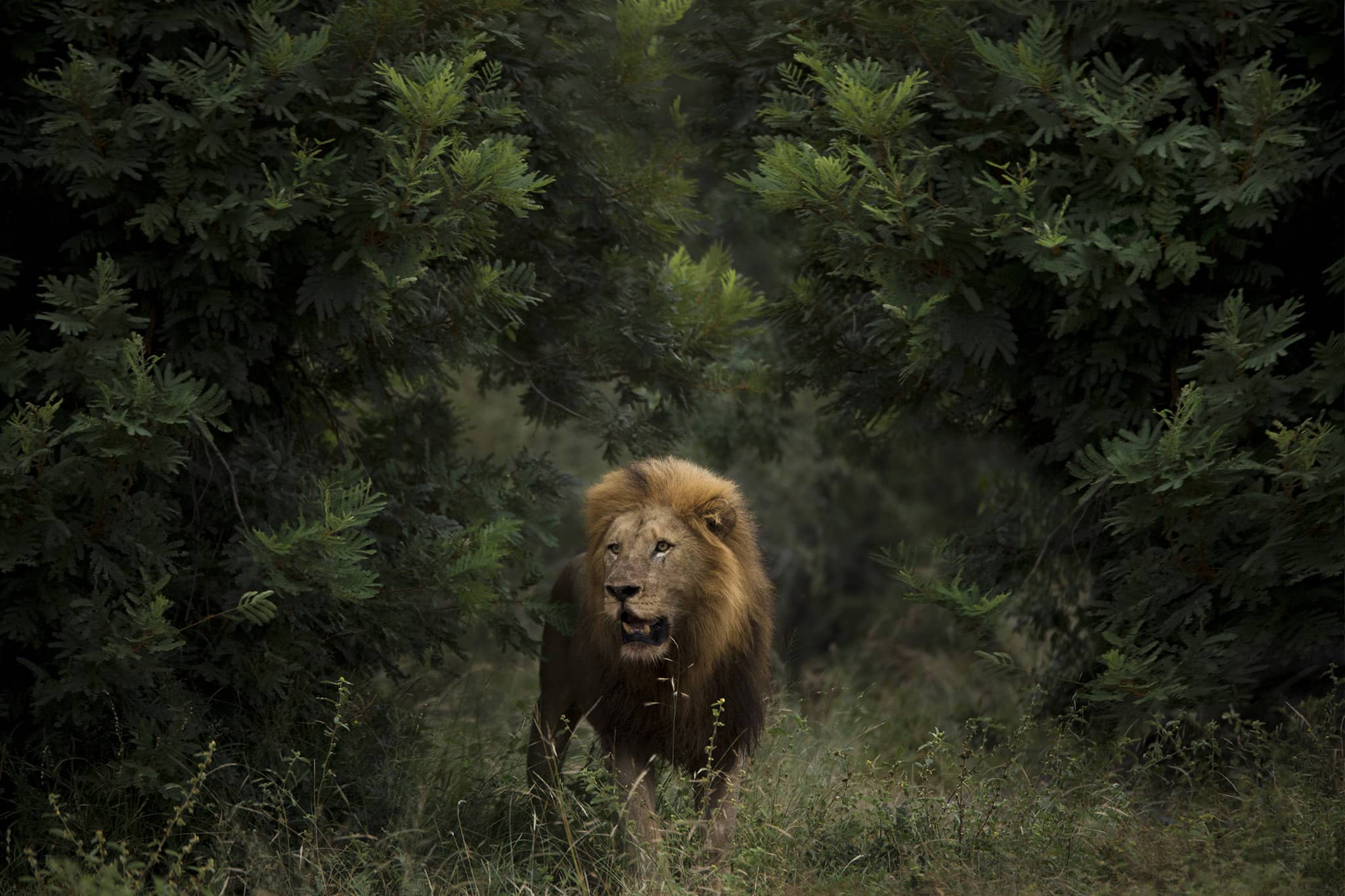 A lion stands in the Delta in Botswana