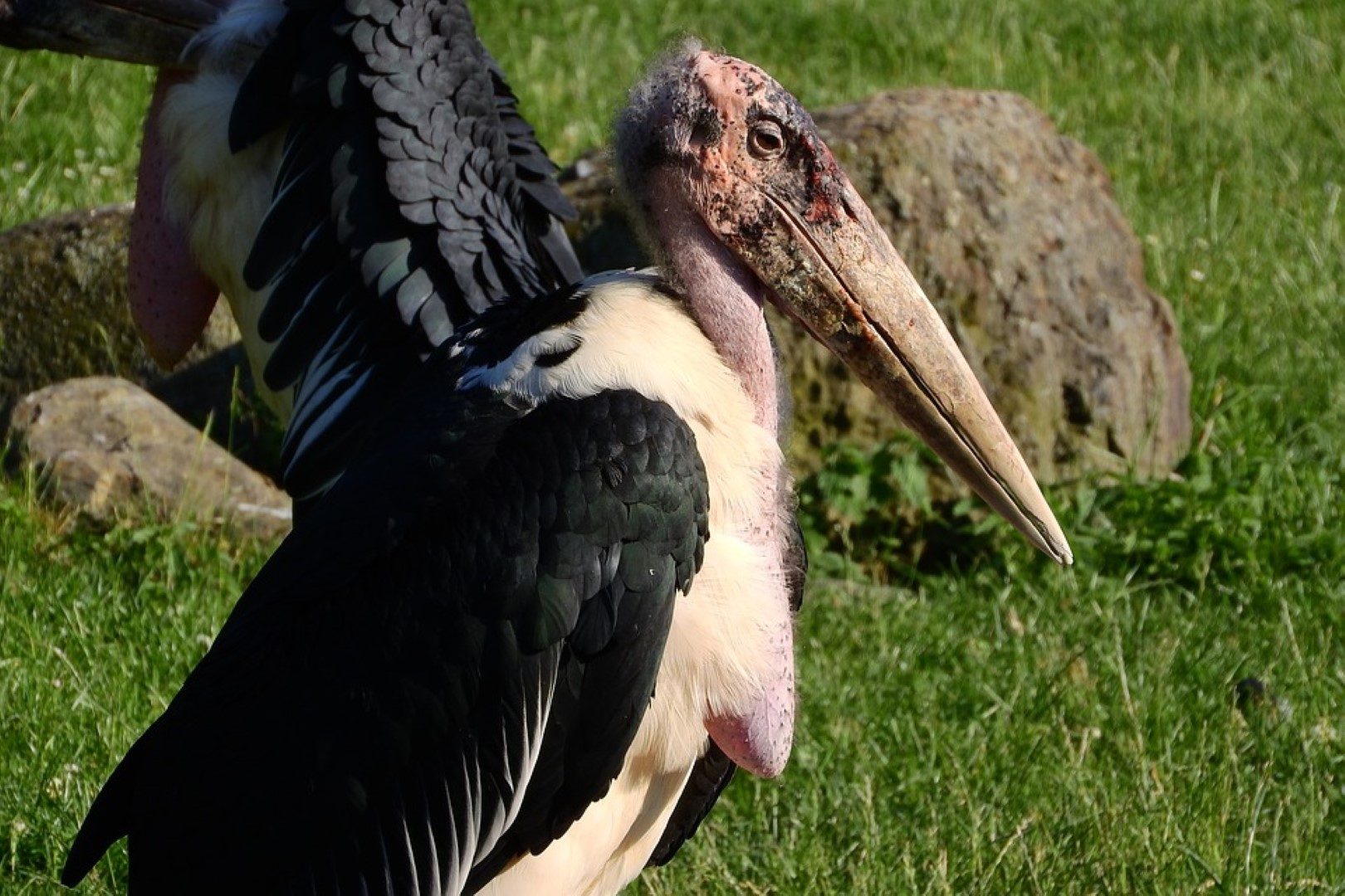 Marbout d'Afrique et son plumage blanc et noir en Afrique. 