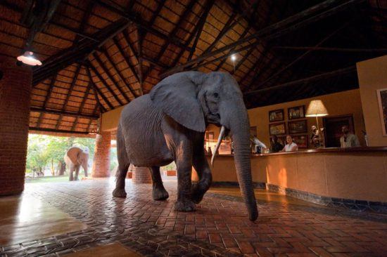 Eine Elefantenherde läuft durch die Lobby einer Lodge in Sambia