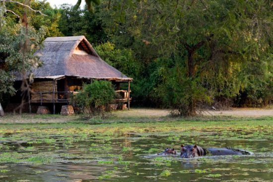 Flusspferde im Wasser direkt vor der Mfuwe Lodge in Sambia