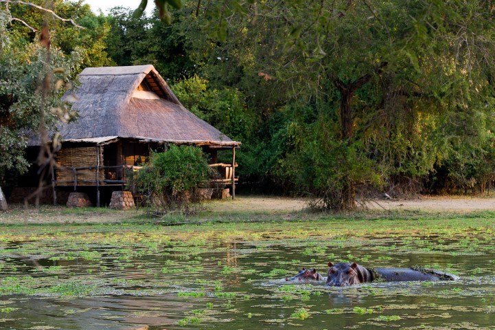 Hippopotame dans les eaux du Delta de l'Okavango, Botswana.