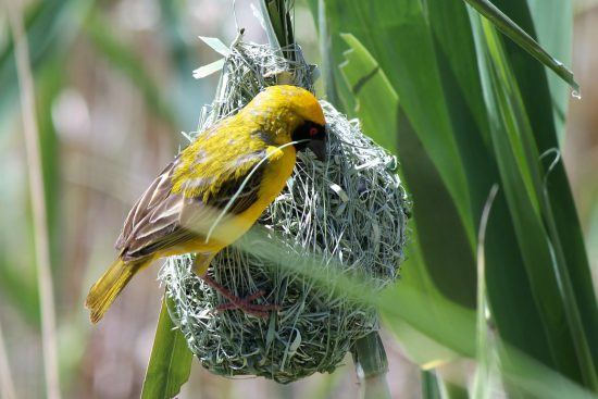 Fleißiger Webervogel beim Nestbau