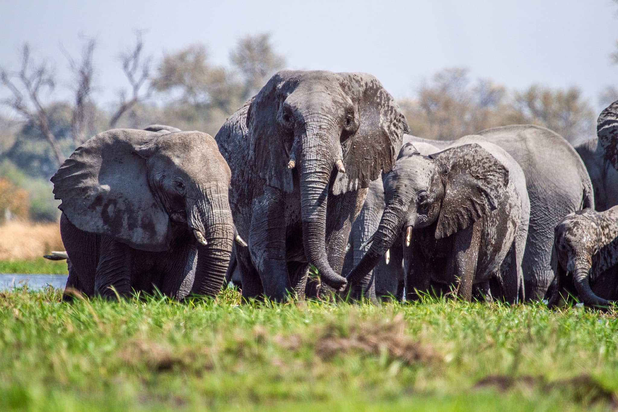 Les 500 éléphants de l'Addo Elephant Park sont à ne pas manquer lors d'un safari sur la Garden Route en Afrique du Sud. 