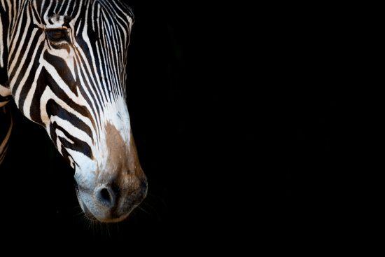 Grevy's zebra with a black background