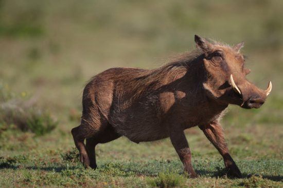 Ein Warzenschwein in der afrikanischen Wildnis