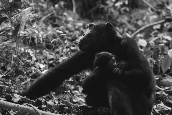 Chimpanzee mother and her baby in black and white