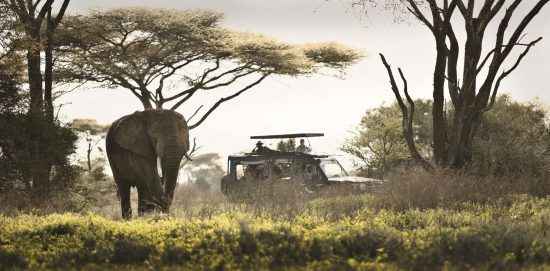 on safari with serengeti under canvas in the Serengeti national park Tanzania