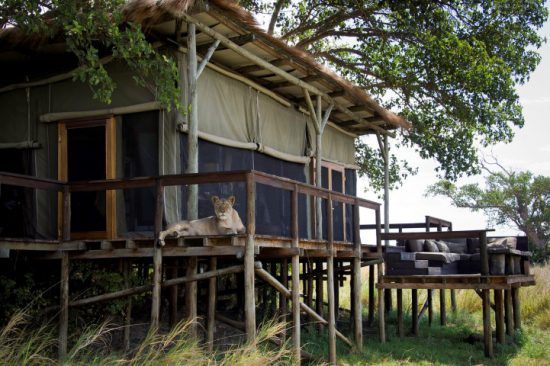 Eine Löwin macht es sich vor einem Luxuszelt des Shumba Camp gemütlich - faszinierende Unterkünfte in Sambia