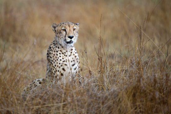 Ein Gepard sitz im Gras der Savanne in Sambia