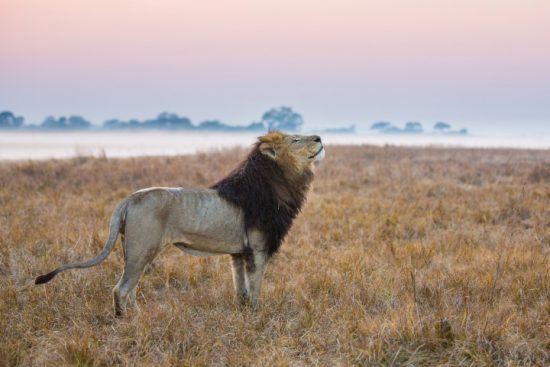 Ein imposanter Löwe bei Sonnenuntergang in der Nähe eines Flussufers in Sambia