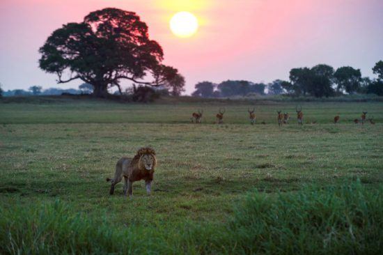 Ein Löwe schreitet bei Sonnenuntergang durch die grüne Graslandschaft in Sambia