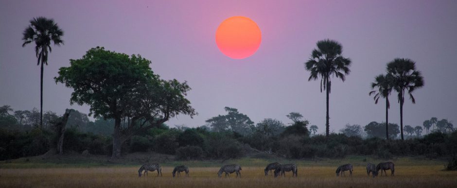 Atardecer africano cayendo sobre cebras