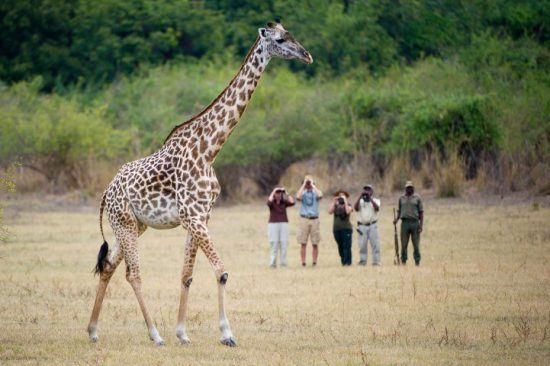 Eine Gruppe Menschen beobachten eine Giraffe aus nächster Nähe