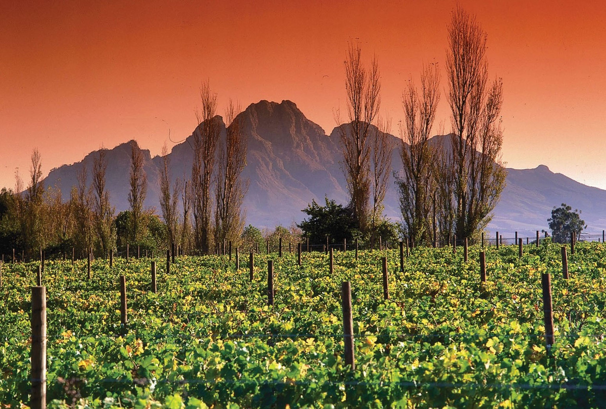 Vins d'Afrique du Sud | Les vignes et montagnes au soleil couchant