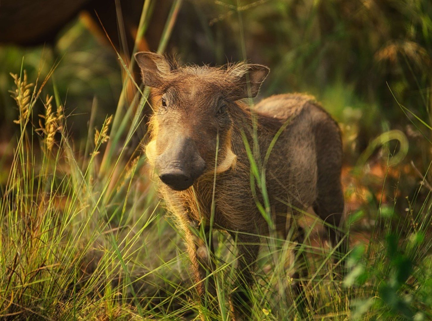 Bébé phacochère à la lumière du matin dans la savane Africaine.