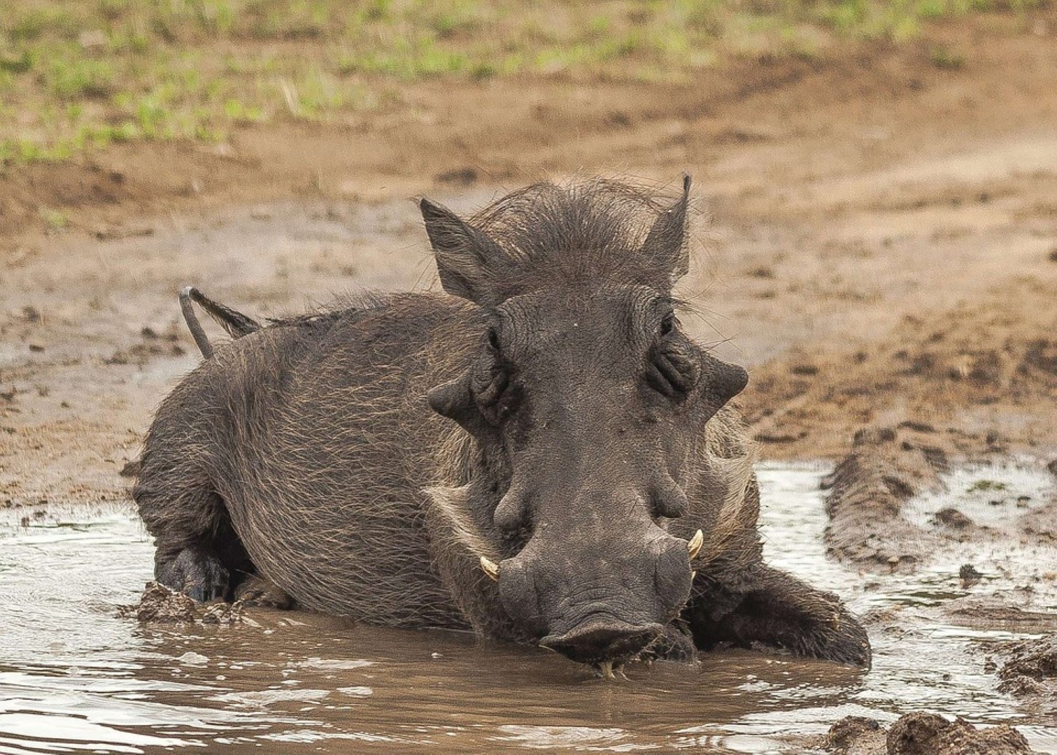 Phacochère qui se roule dans la boue en Afrique pour se rafraîchir ! 