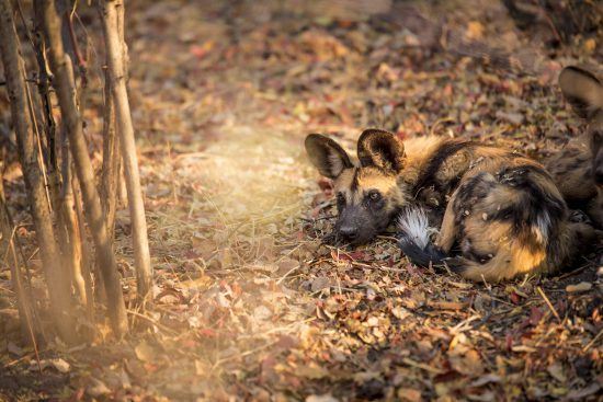 Ein Afrikanischer Wildhund liegt im Laub