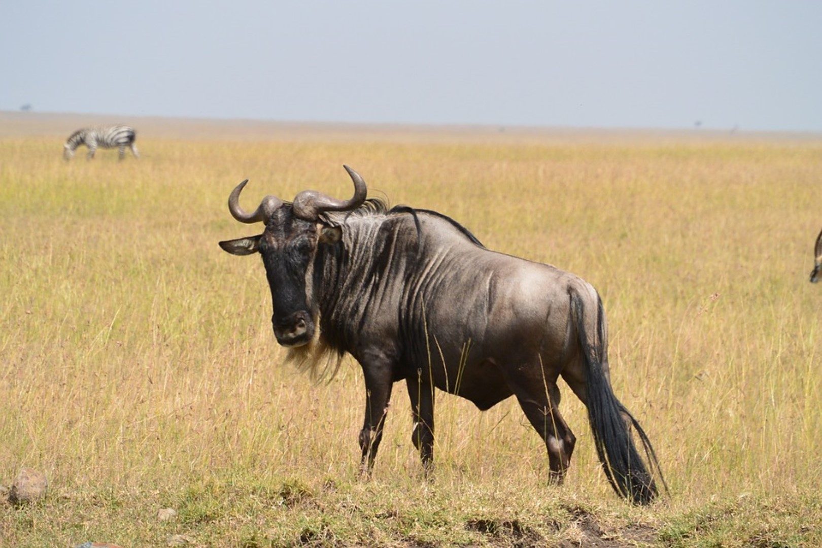 Gnou dans la savane Africaine sur fond de ciel bleu. 