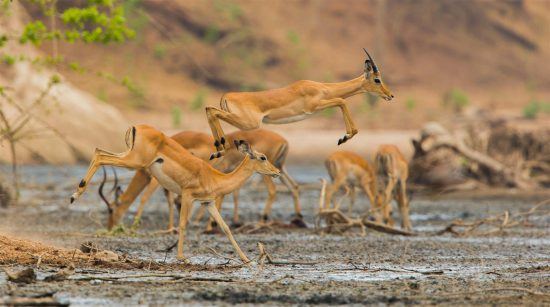 Impalas Matobo Nationalpark