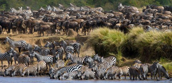 Zebras e gnus iniciam travessia de rio, Tanzânia