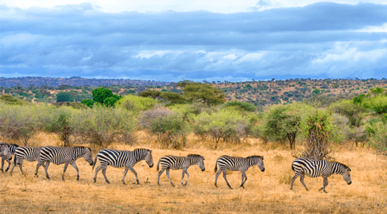 Zebras, Tarangire