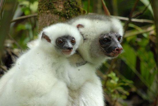 Weiße Seidensifaka mit Jungen in einem grünen Wald