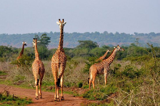 Giraffen in der Wildnis vom Akagera Nationalpark