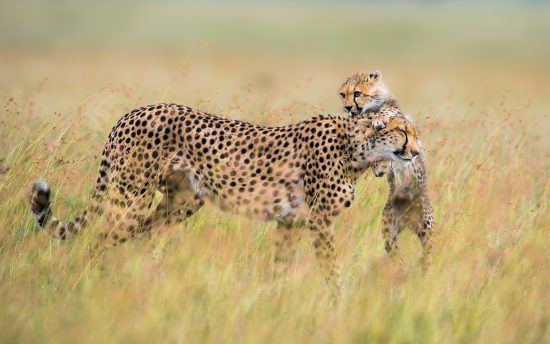 Uma pequena chita brinca com sua mãe na savana.