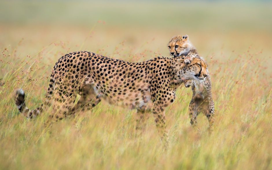 Un petit guépard joue avec sa mère dans la savane.