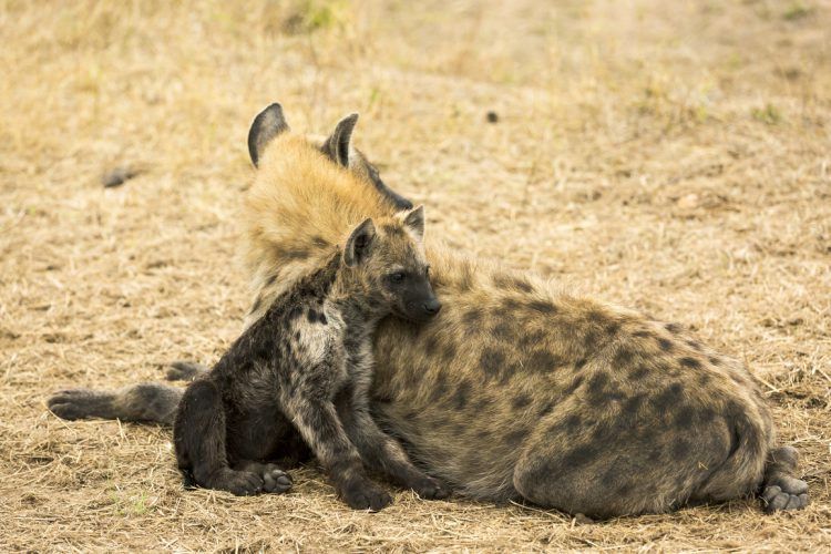 Hyène et son petit assis et allongés dans la savane en Afrique