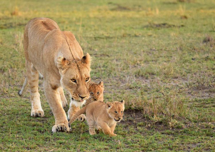 Une lionne surveillant ses petits de près dans la savane en Afrique