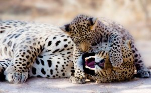 Una familia de leopardos jugando.