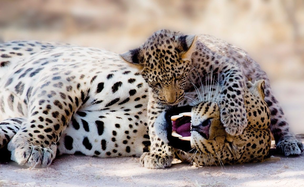 Moment de complicité entre un léopard et son petit. 