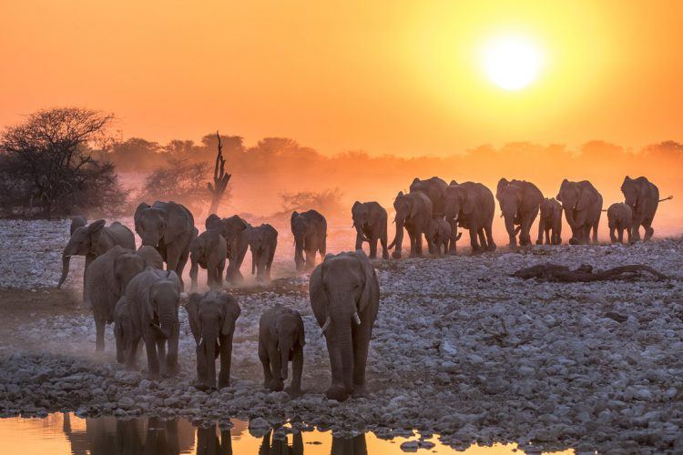 Sortie familiale et tribu d'éléphant à la nuit tombée dans la savane africaine. 