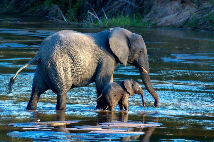 Une mère éléphant guidant son petit à travers la rivière. 