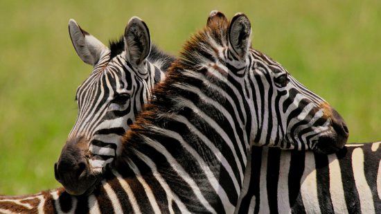 Zwei Zebras in der Greater Kruger Area legen ihre Köpfe auf dem jeweils anderen ab