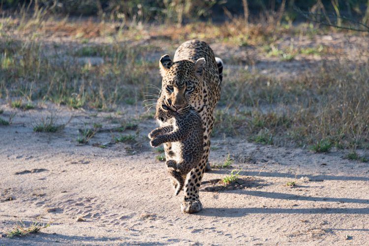 Mère léopard portant son enfant par le cou dans la savane africaine. 