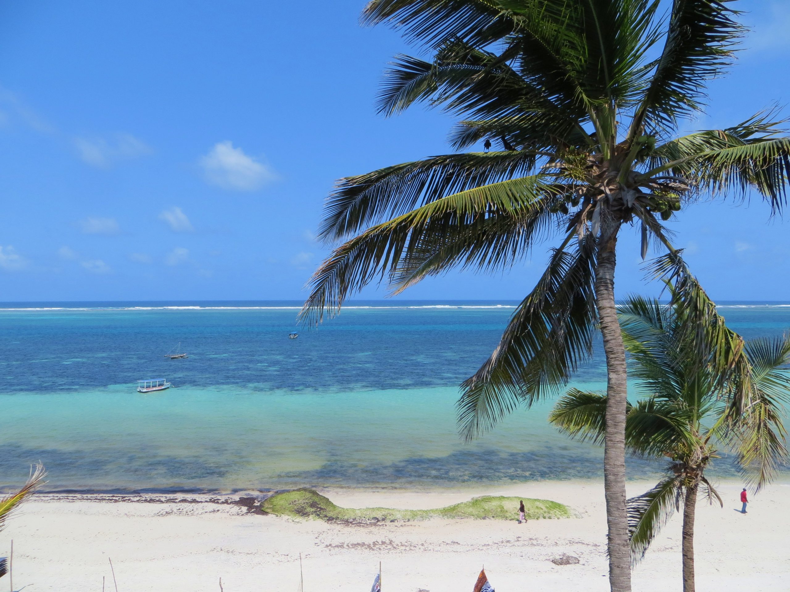 Palm trees on Nyali Beach in Kenya