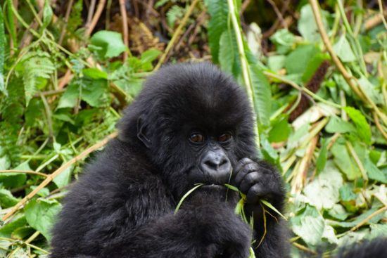 Un bébé gorille mangeant de l'herbe