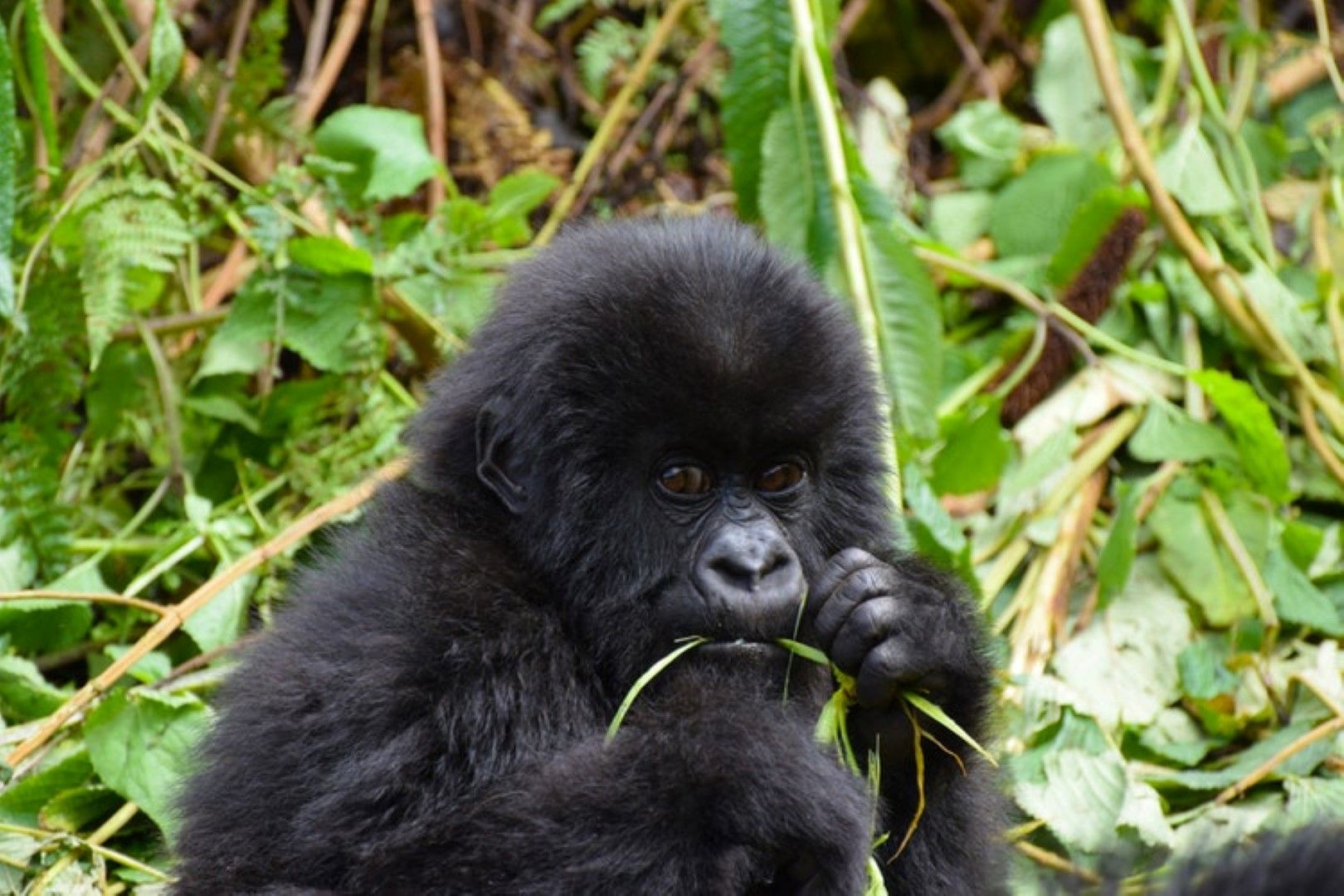 A young gorilla munches 